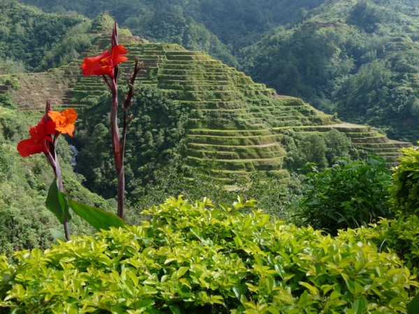 Banaue - ryzove terasy