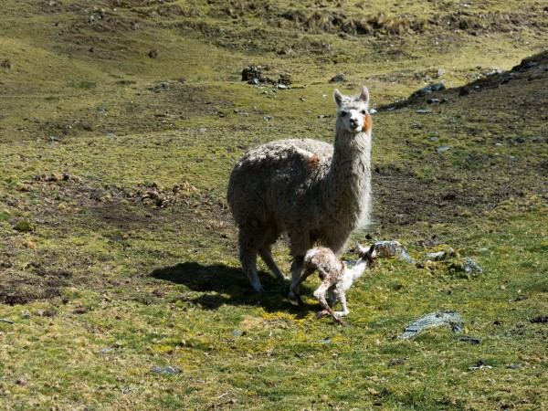 Lama a lámě