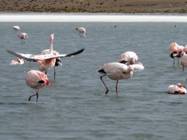 Uyuni tour