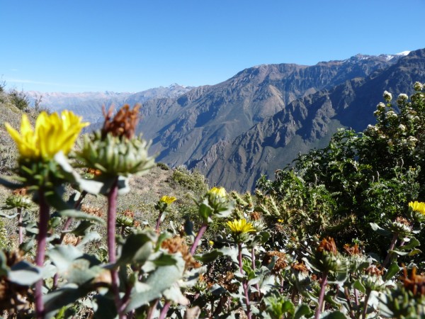 Colca Canyon - Cruz del Condor