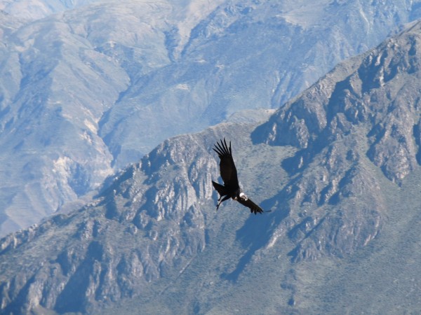 Colca Canyon - Cruz del Condor