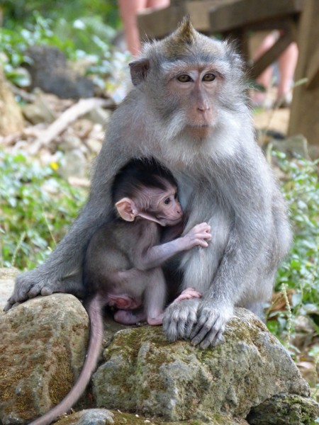 Bali - Ubud a Monkey Forrest