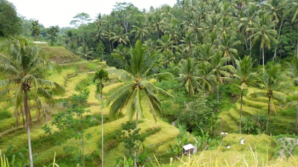 Bali - Tegallalang Rice Terraces