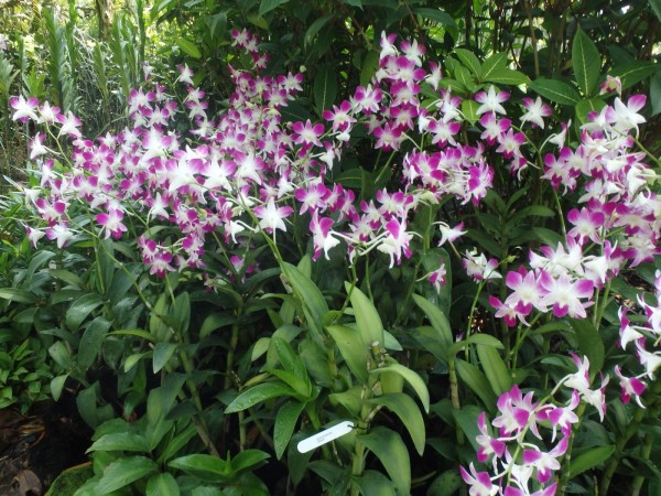 National Orchid Garden