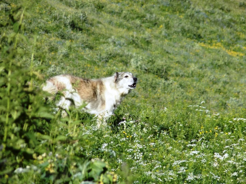 32.jpg (587.76 KiB) Zobrazeno 8312 x není to příjemné, ale ty psi vždycky jenom štěkaj, nevím o nikom komu by ublížili