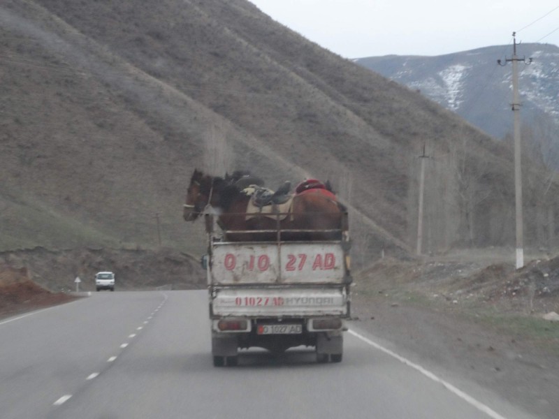 Pastevci sjeli z hor na konich a pak domu nakladakem a konici se vezou domu na korbe