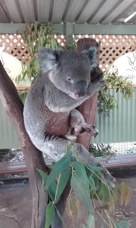 429koala.jpg