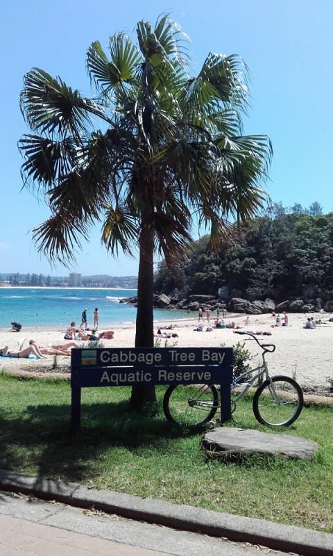 442cabbage tree bay.jpg
