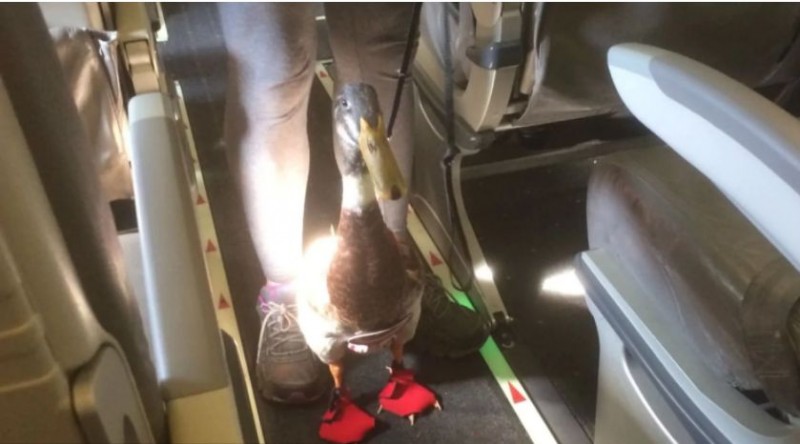 duck.jpg