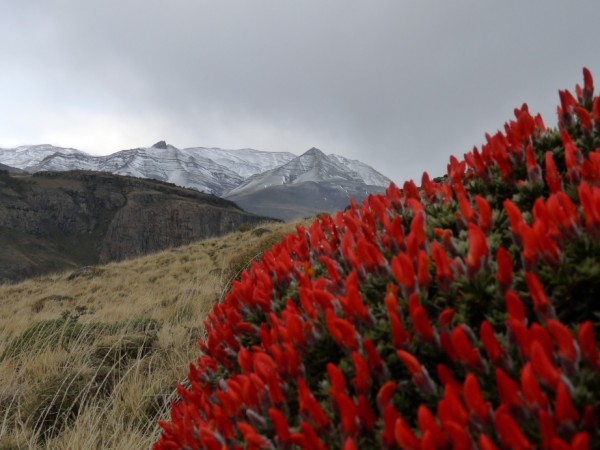 okoli El Chaltenu (Patagonie)