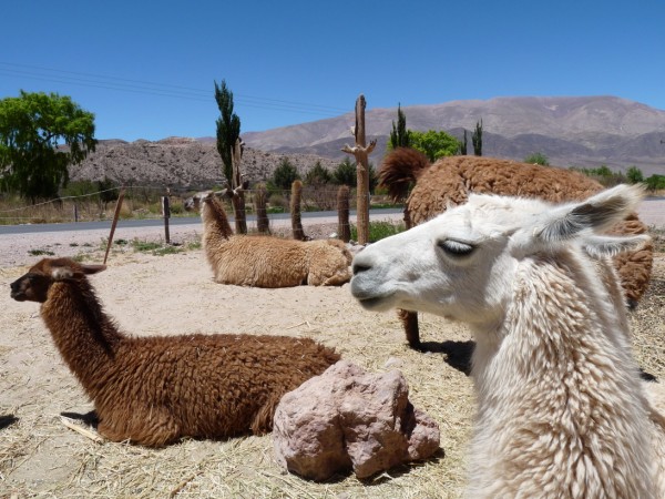 Salta province