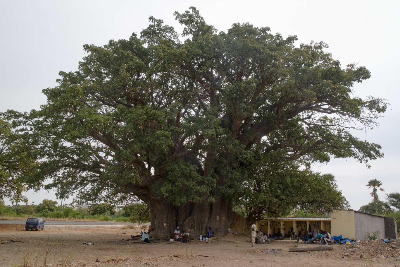 Největší baobab