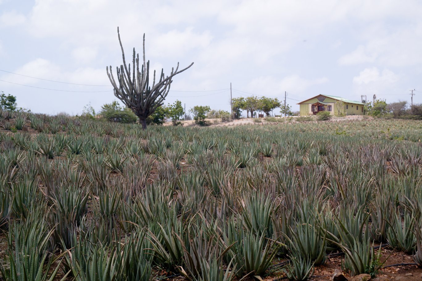 Dále na ostrově najdeme plantáže aloe...