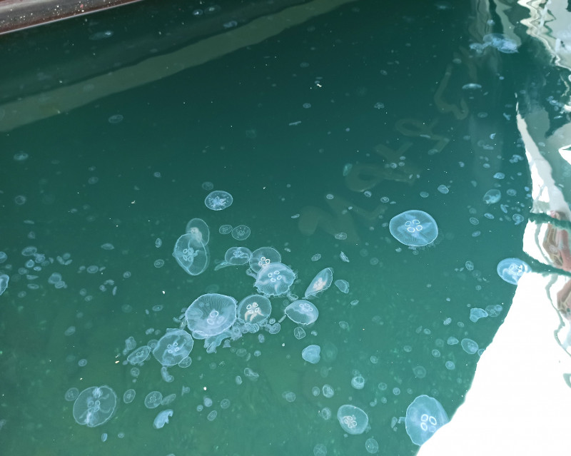 Medúz byla v moři kvanta, za povšimnutí stojí i malá ani ne centimetrová havět.