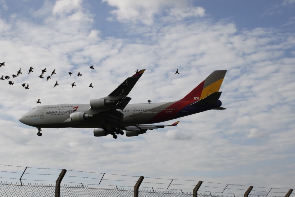 B 744 Asiana.jpg