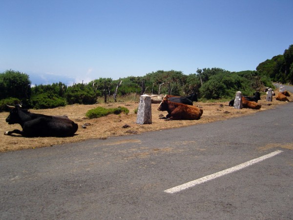 Odpoledni pauza
