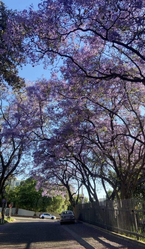 jarní Johannesburg
