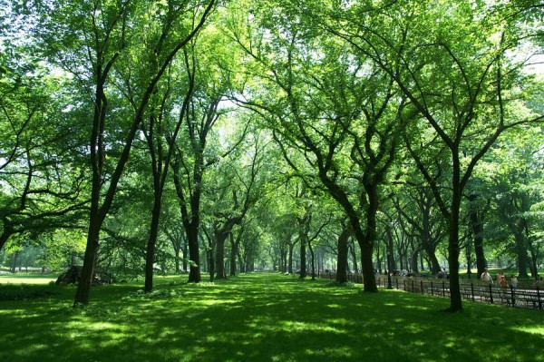 Central Park na jaře...