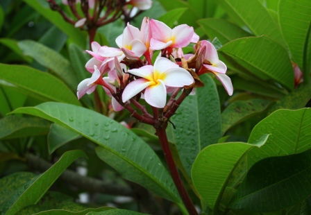 thai a malaj 046.JPG