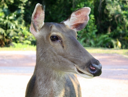 thai a malaj 118.JPG