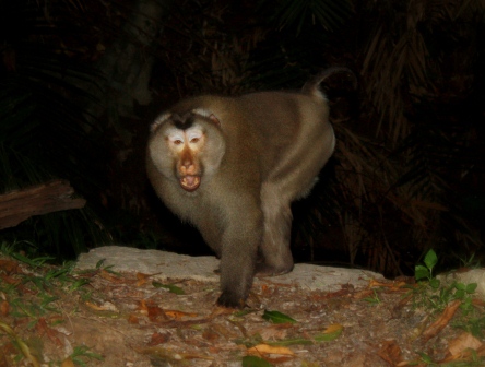 thai a malaj 091.JPG