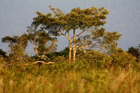 thai a malaj 122.JPG