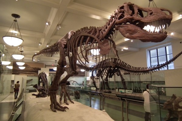 Nejzajímavější z Natural History